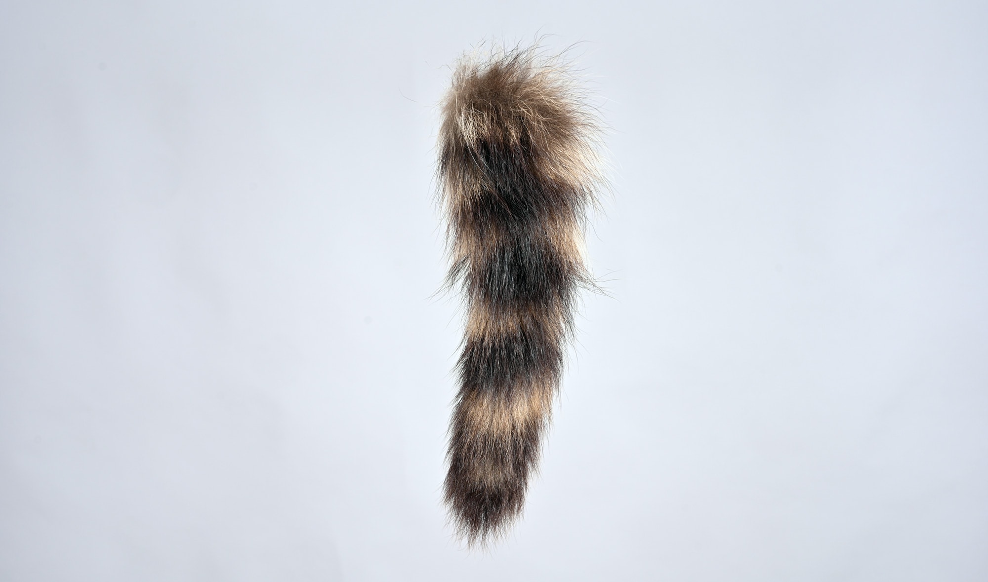 American raccoon tail A