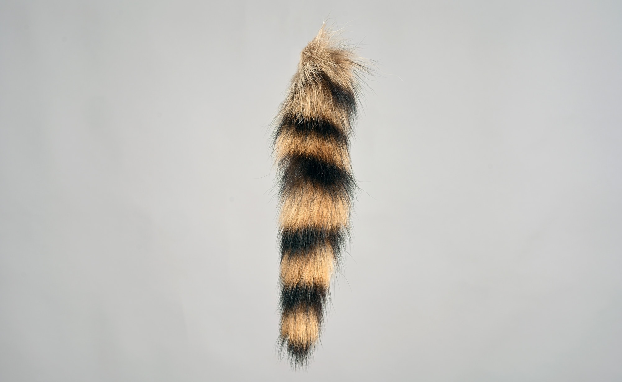 American raccoon tail B