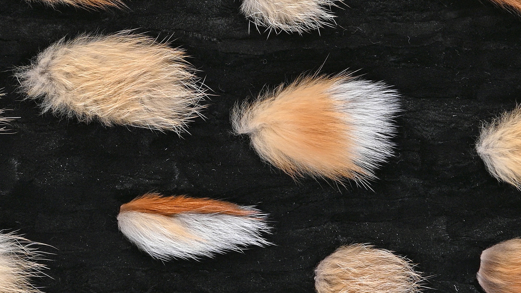 Mink plucked belly black with red fox pieces