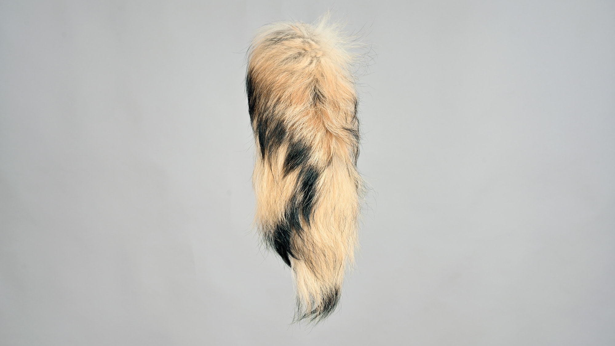 Fin raccoon tail