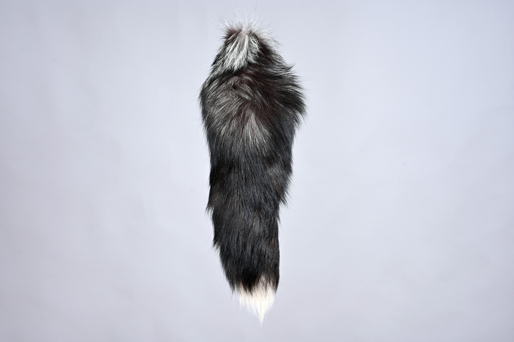 Silver fox tail