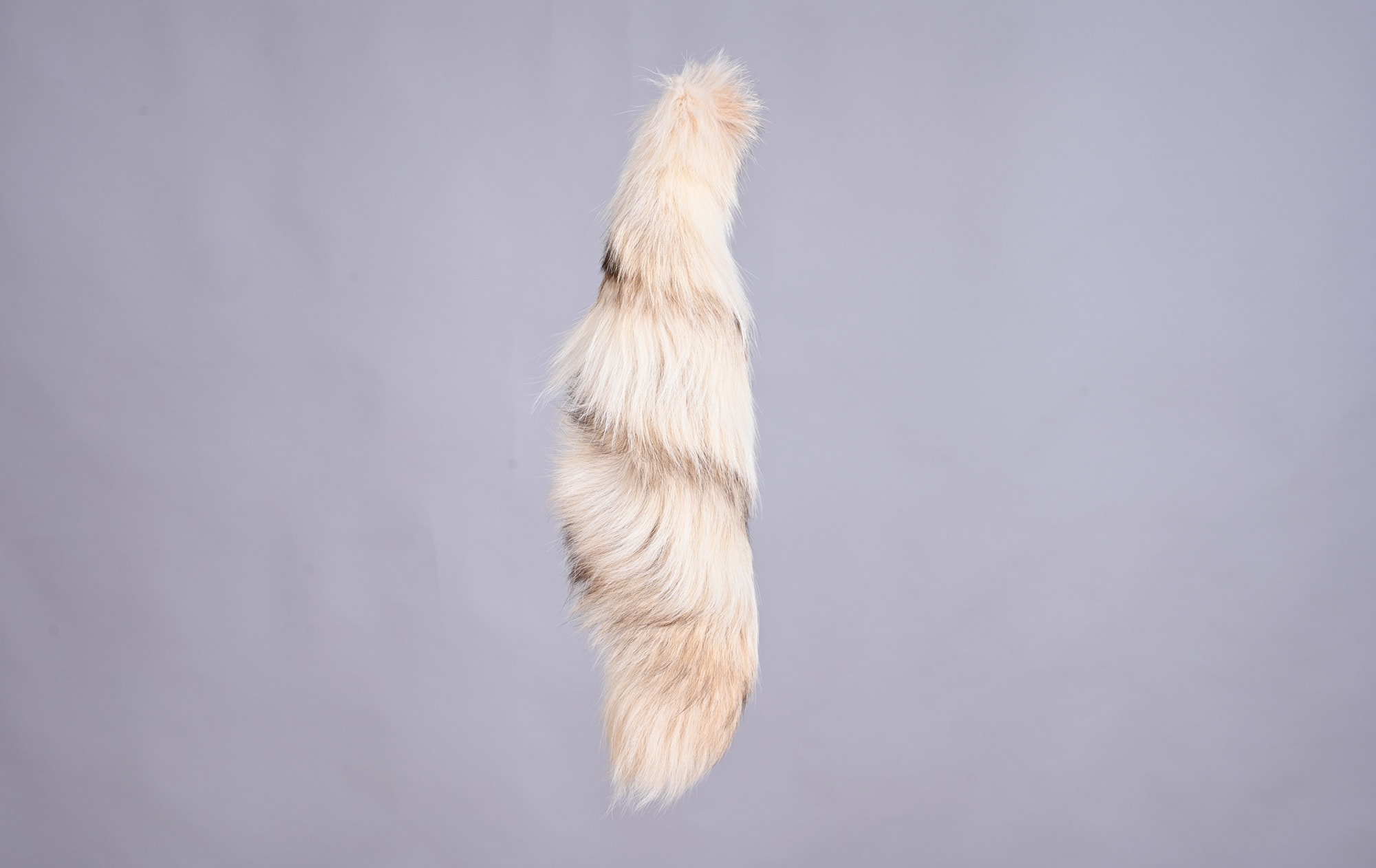 Mutation fox light bleached tail