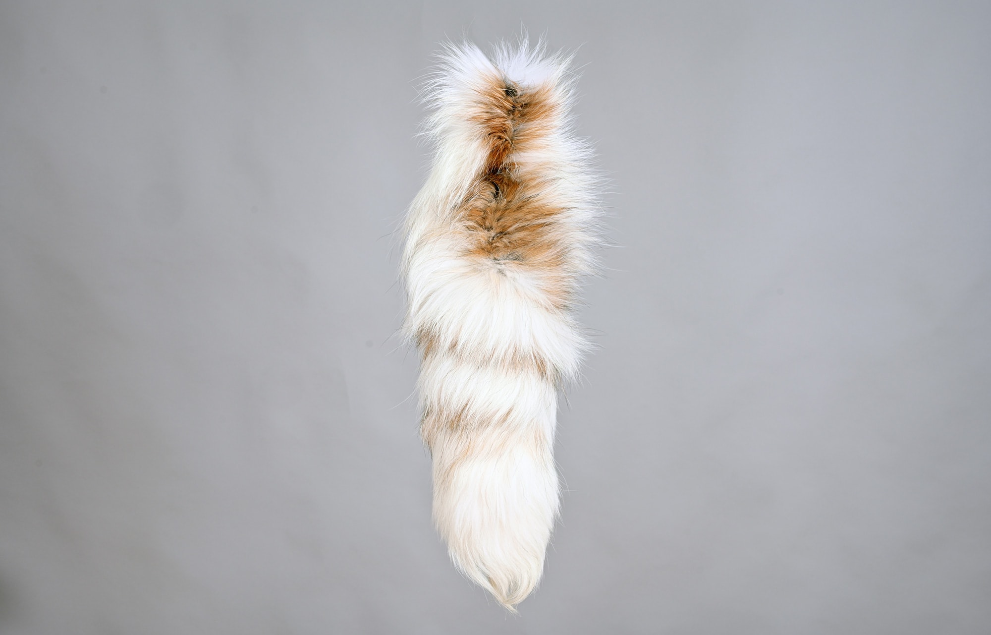 Arctic golden island fox tail