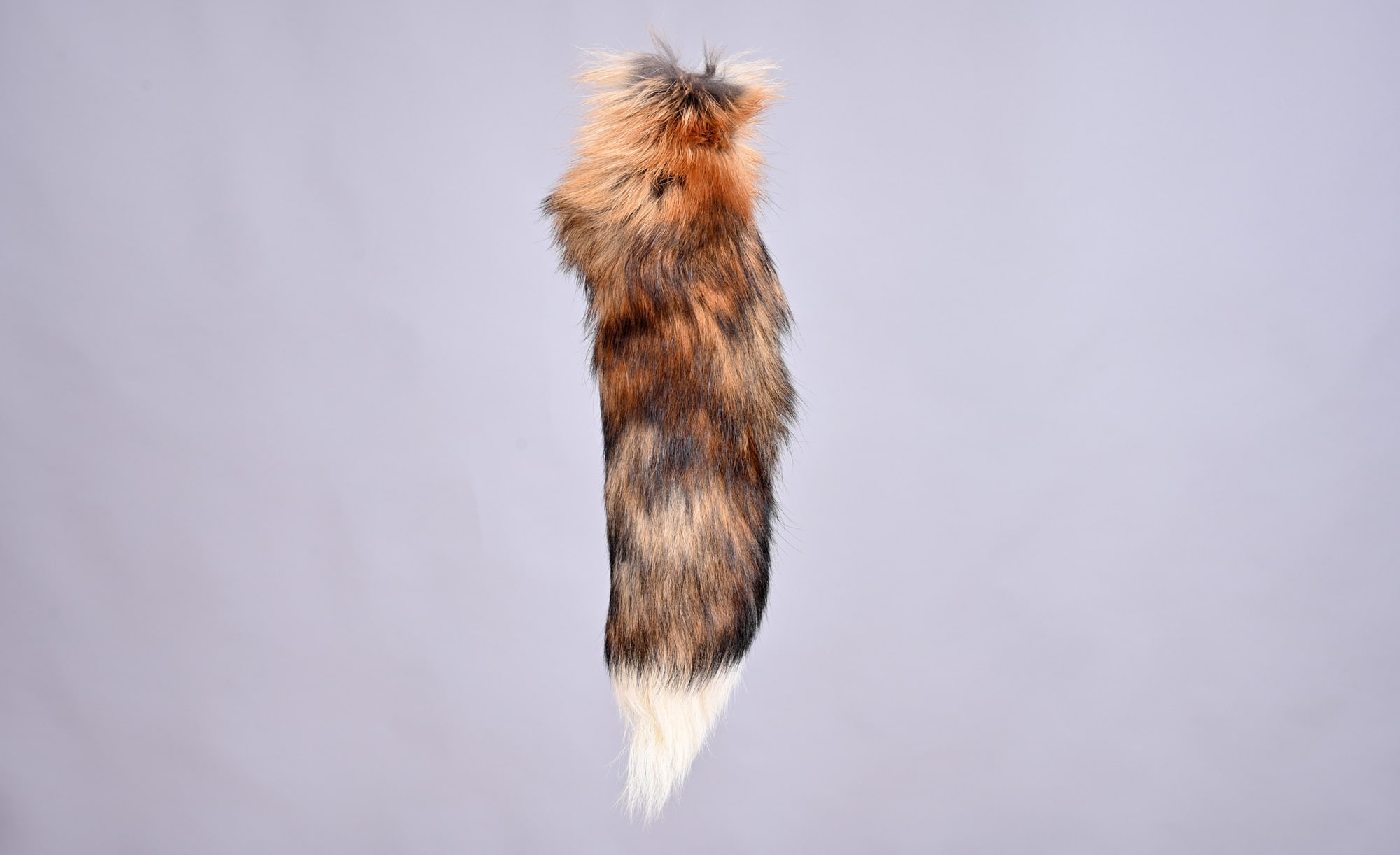 Canadian red fox tail A