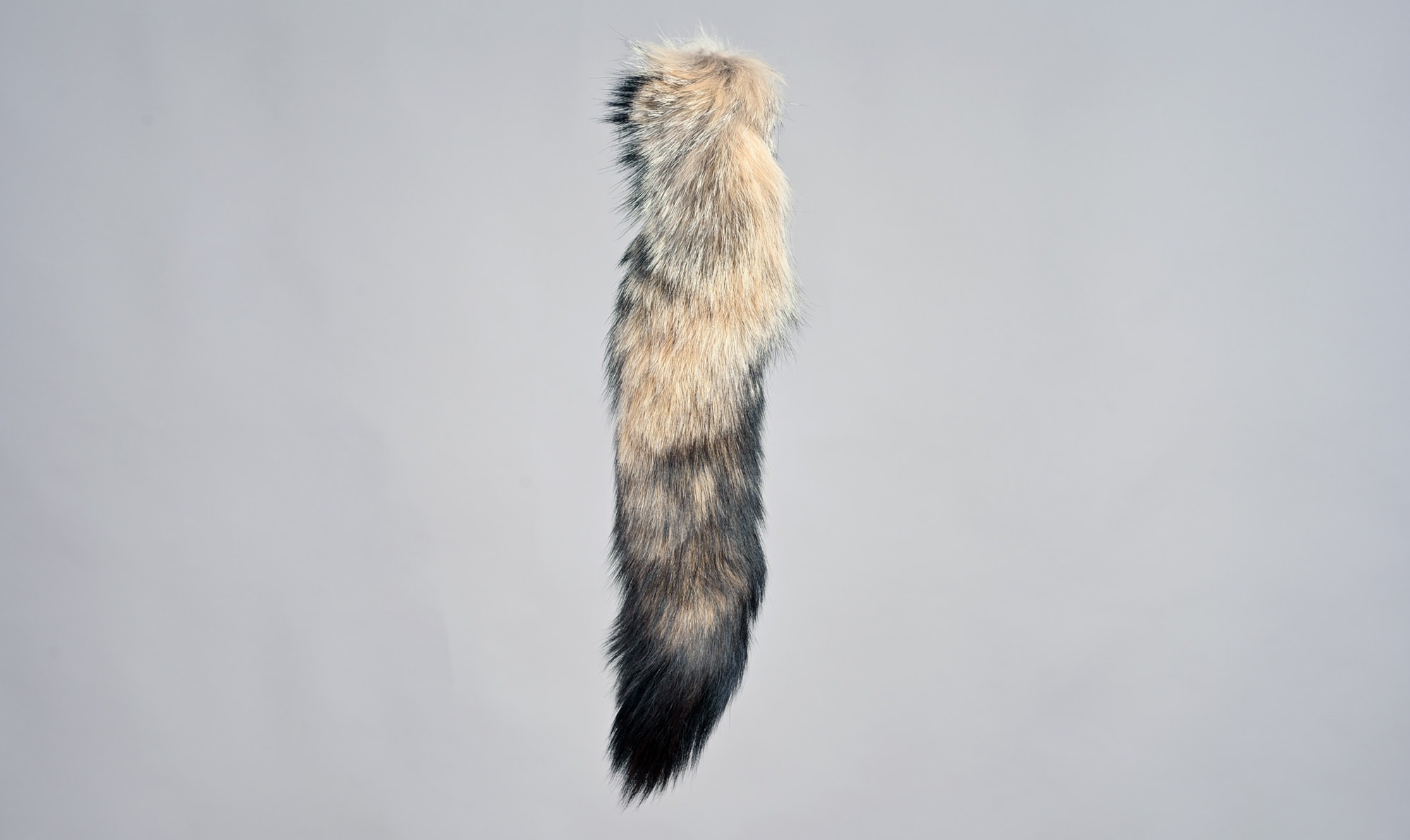 Kit fox tail A
