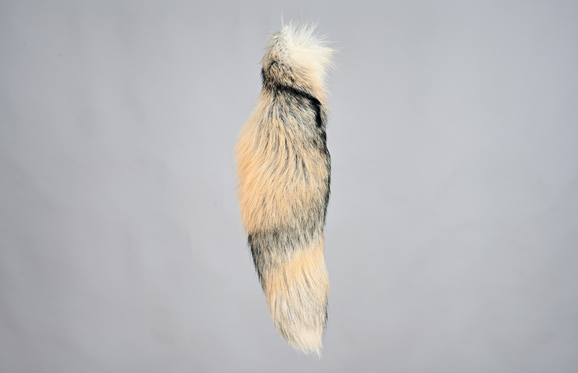 Golden island tail