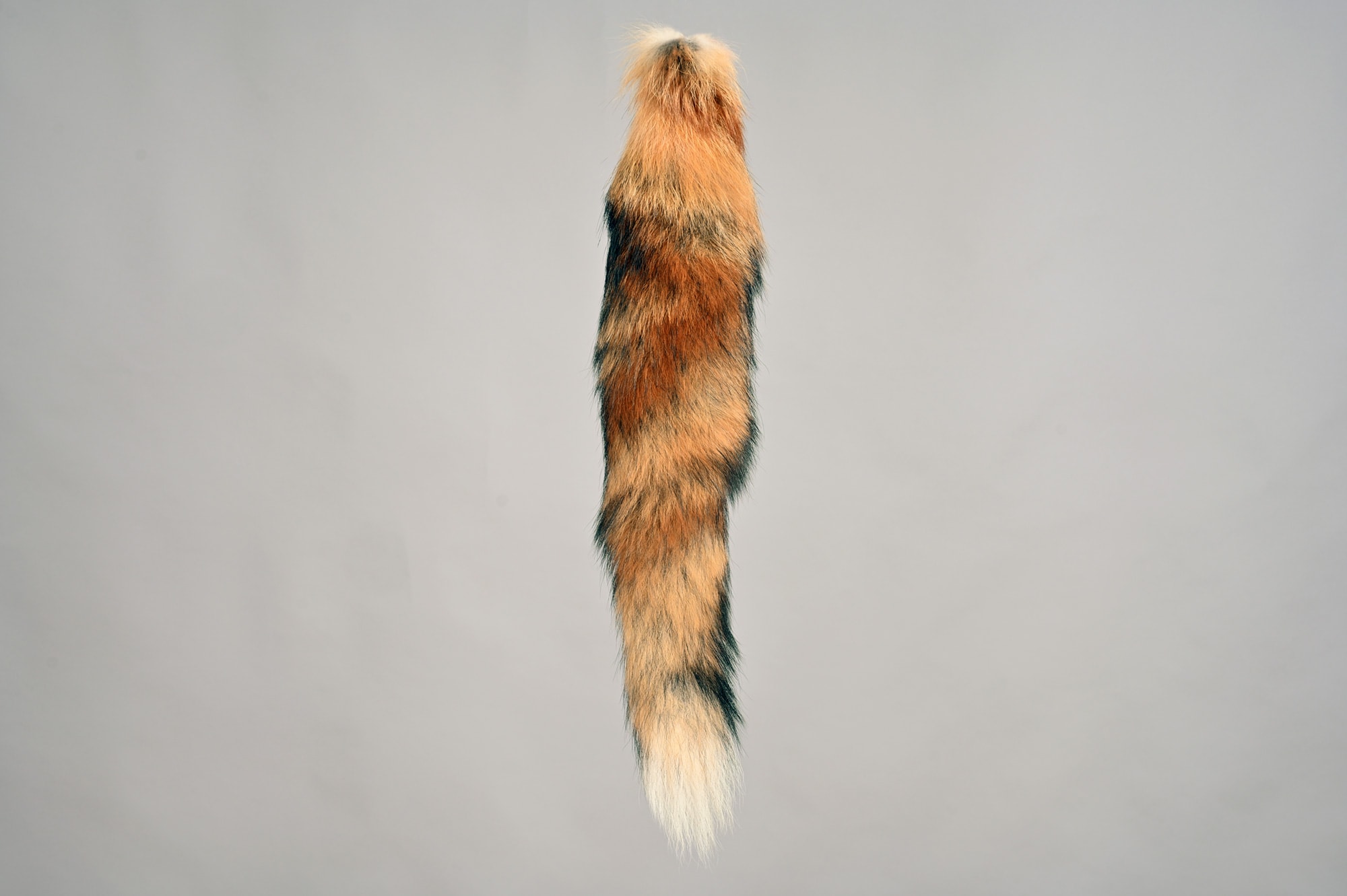 European red fox tail