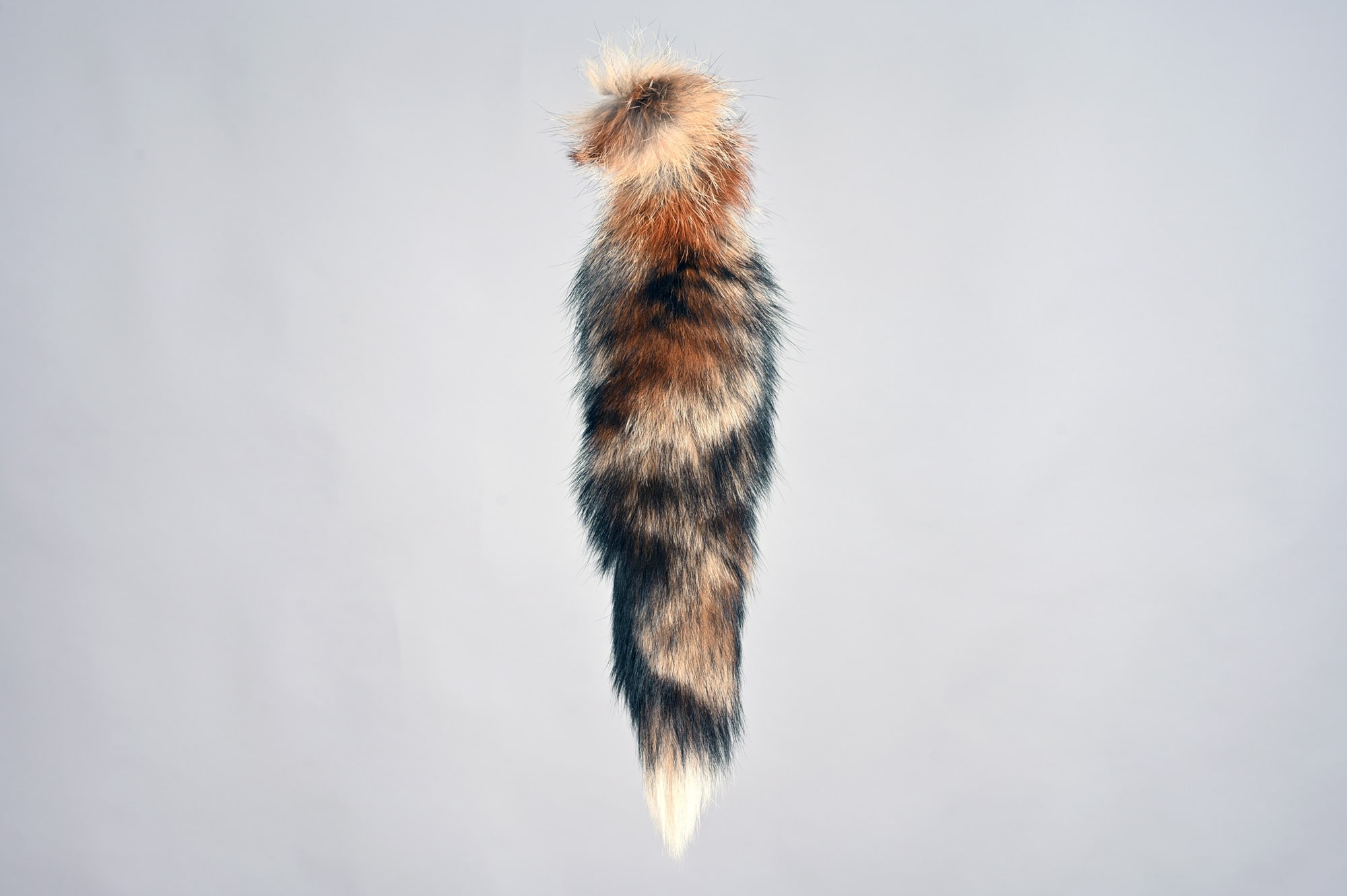 Canadian red fox tail B