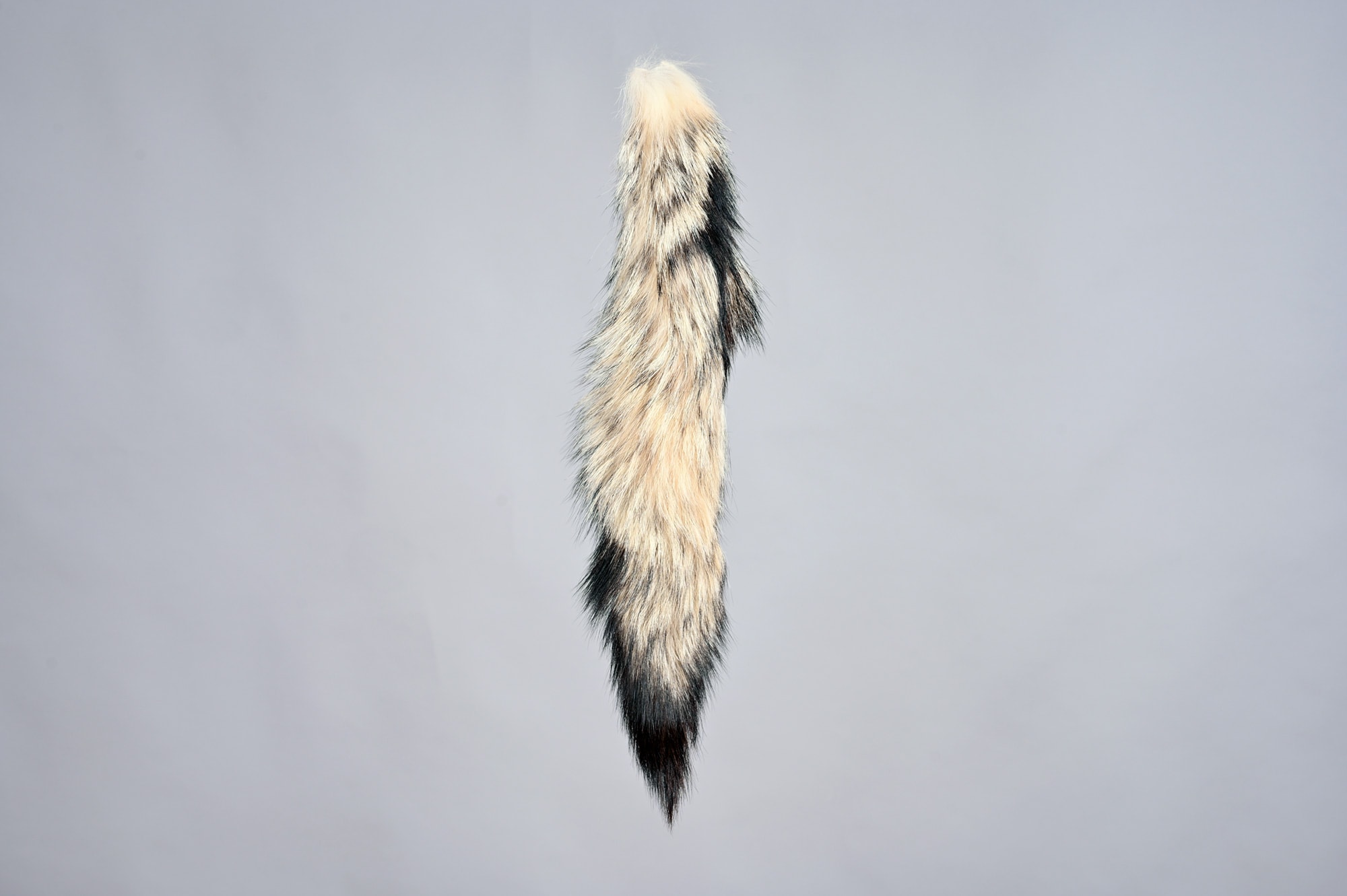 Kit fox tail C