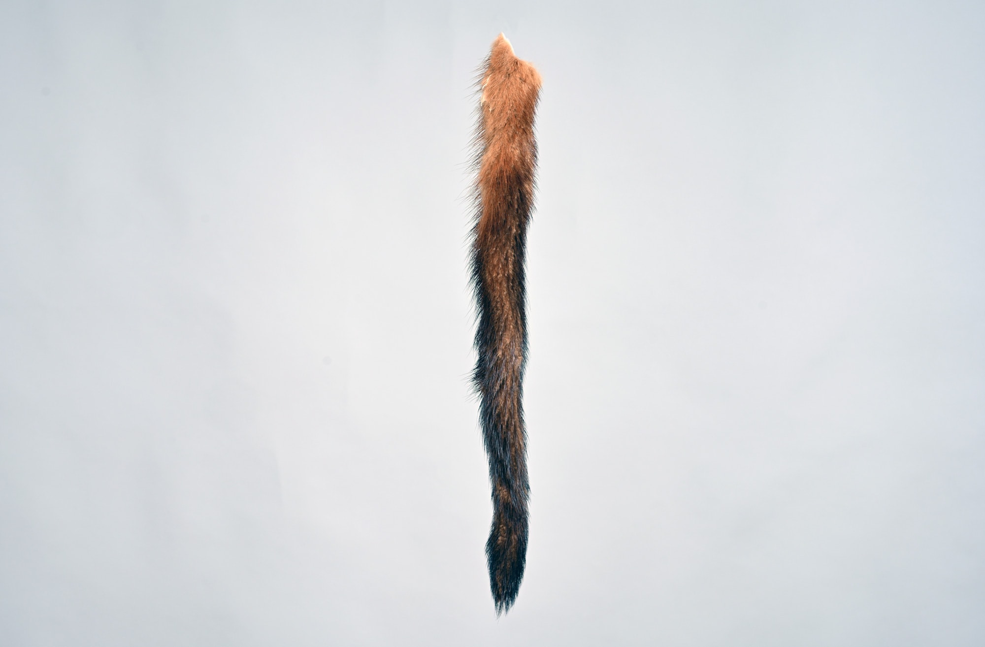 Mink dyed gold tail